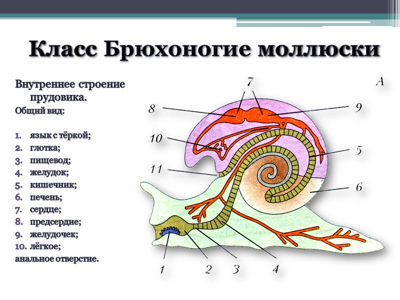 Класс Брюхоногие моллюски Внутреннее строение прудовика. Общий вид:  язык с тёркой; глотка; пищевод;